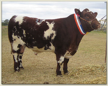 Caskieben Handsome B117