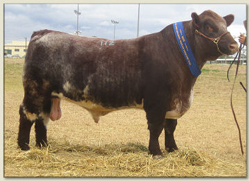 Caskieben Vagabond B02